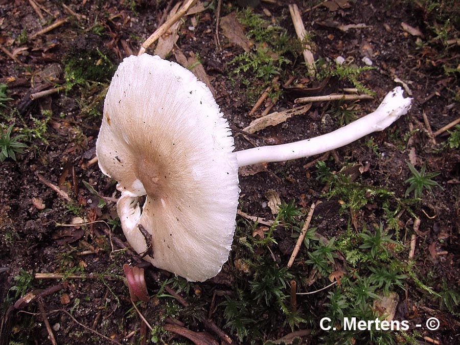 Leucoagaricus sublittoralis